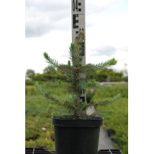 Ялина колюча блакитна Маджестік Блю | Picea pungens Glauca Majestic Blue | Ель колючая голубая Маджестик Блю
