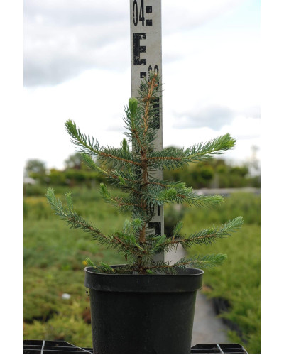 Ялина колюча блакитна Маджестік Блю | Picea pungens Glauca Majestic Blue | Ель колючая голубая Маджестик Блю