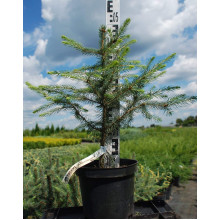 Ялина колюча блакитна Маджестік Блю | Picea pungens Glauca Majestic Blue | Ель колючая голубая Маджестик Блю