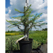 Ялина колюча блакитна Маджестік Блю | Picea pungens Glauca Majestic Blue | Ель колючая голубая Маджестик Блю