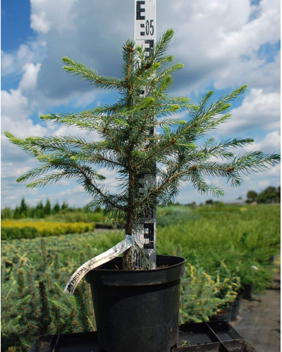 Ялина колюча блакитна Маджестік Блю | Picea pungens Glauca Majestic Blue | Ель колючая голубая Маджестик Блю