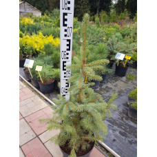 Ялина колюча блакитна Маджестік Блю | Picea pungens Glauca Majestic Blue | Ель колючая голубая Маджестик Блю