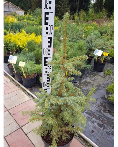 Ялина колюча блакитна Маджестік Блю | Picea pungens Glauca Majestic Blue | Ель колючая голубая Маджестик Блю