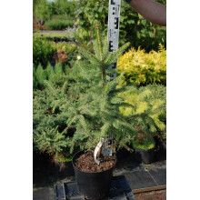 Ялина колюча блакитна Маджестік Блю | Picea pungens Glauca Majestic Blue | Ель колючая голубая Маджестик Блю