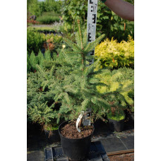 Ялина колюча блакитна Маджестік Блю | Picea pungens Glauca Majestic Blue | Ель колючая голубая Маджестик Блю