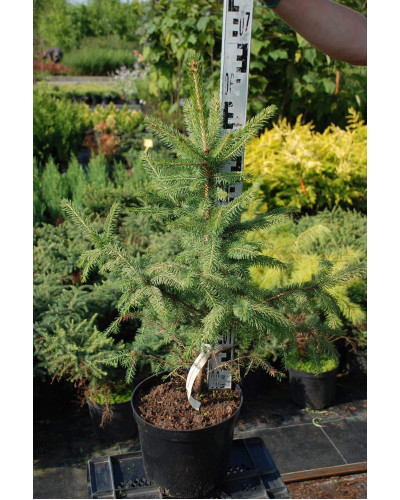 Ялина колюча блакитна Маджестік Блю | Picea pungens Glauca Majestic Blue | Ель колючая голубая Маджестик Блю
