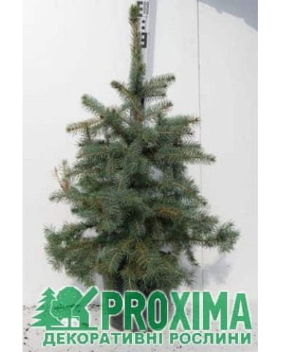 Ялина колюча блакитна Маджестік Блю | Picea pungens Glauca Majestic Blue | Ель колючая голубая Маджестик Блю