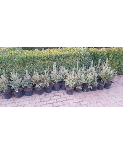 Ялина колюча блакитна Маджестік Блю | Picea pungens Glauca Majestic Blue | Ель колючая голубая Маджестик Блю