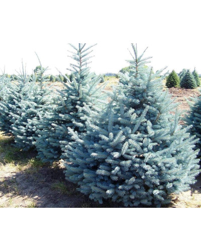 Ялина колюча блакитна Маджестік Блю | Picea pungens Glauca Majestic Blue | Ель колючая голубая Маджестик Блю
