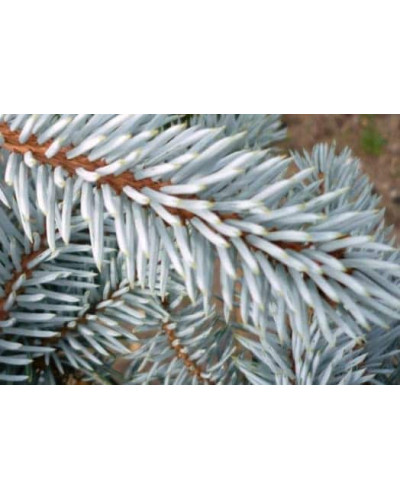 Ялина колюча блакитна Маджестік Блю | Picea pungens Glauca Majestic Blue | Ель колючая голубая Маджестик Блю