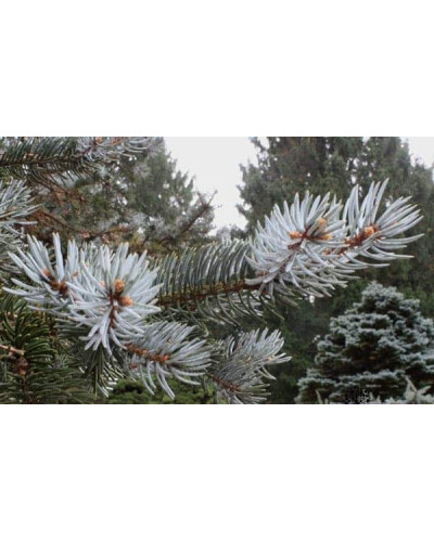 Ялина колюча блакитна Маджестік Блю | Picea pungens Glauca Majestic Blue | Ель колючая голубая Маджестик Блю