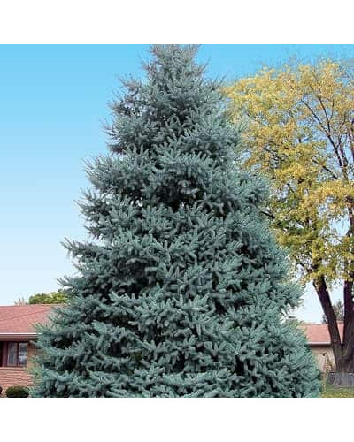 Ялина колюча блакитна Маджестік Блю | Picea pungens Glauca Majestic Blue | Ель колючая голубая Маджестик Блю