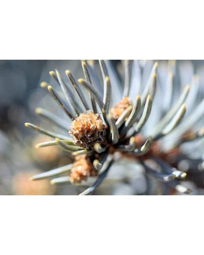 Ялина колюча блакитна Маджестік Блю | Picea pungens Glauca Majestic Blue | Ель колючая голубая Маджестик Блю