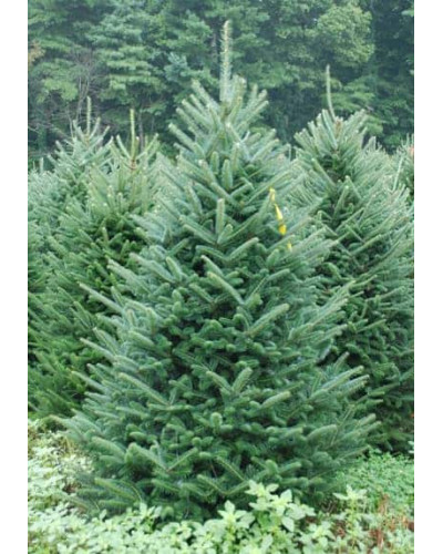 Ялина колюча блакитна Маджестік Блю | Picea pungens Glauca Majestic Blue | Ель колючая голубая Маджестик Блю