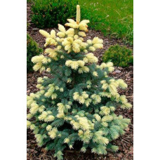 Ялина колюча Білобок | Picea pungens Bialobok | Ель колючая Белобок