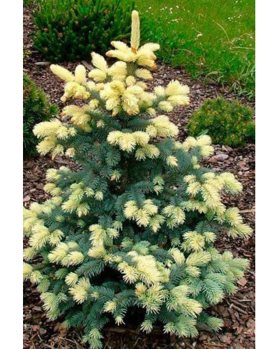 Ялина колюча Білобок | Picea pungens Bialobok | Ель колючая Белобок