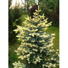 Ялина колюча Білобок | Picea pungens Bialobok | Ель колючая Белобок