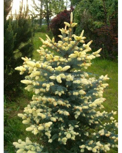 Ялина колюча Білобок | Picea pungens Bialobok | Ель колючая Белобок