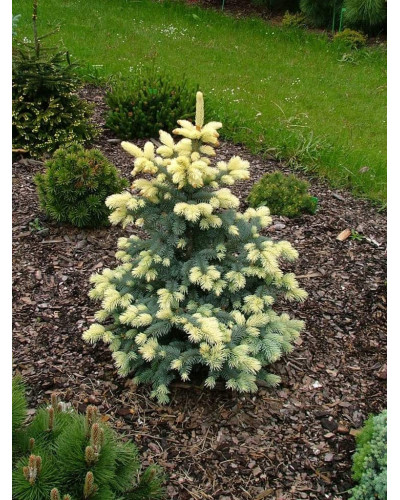Ялина колюча Білобок | Picea pungens Bialobok | Ель колючая Белобок