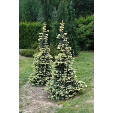 Ялина колюча Білобок | Picea pungens Bialobok | Ель колючая Белобок