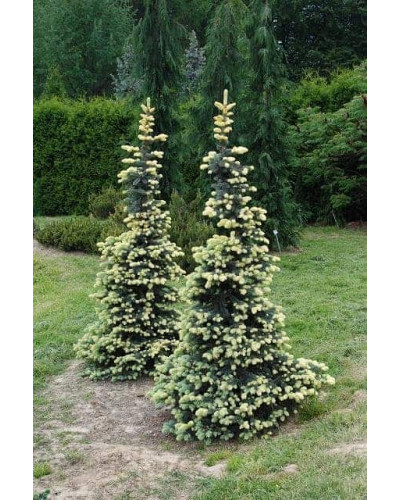 Ялина колюча Білобок | Picea pungens Bialobok | Ель колючая Белобок