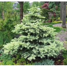 Ялина колюча Бичковський PBR/® | Picea pungens Jan Byczkowski PBR/® | Ель колючая Бычковский PBR/®
