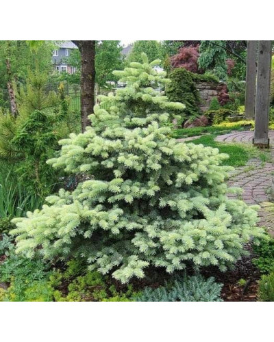 Ялина колюча Бичковський PBR/® | Picea pungens Jan Byczkowski PBR/® | Ель колючая Бычковский PBR/®