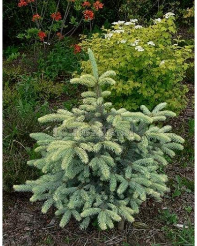 Ялина колюча Бичковський PBR/® | Picea pungens Jan Byczkowski PBR/® | Ель колючая Бычковский PBR/®