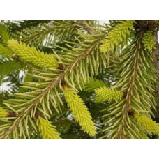 Ялина колюча Бичковський PBR/® | Picea pungens Jan Byczkowski PBR/® | Ель колючая Бычковский PBR/®