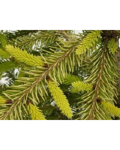 Ялина колюча Бичковський PBR/® | Picea pungens Jan Byczkowski PBR/® | Ель колючая Бычковский PBR/®