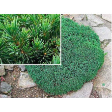 Ялина канадська Ехініформіс | Picea glauca Echiniformis | Ель канадская Эхиниформис