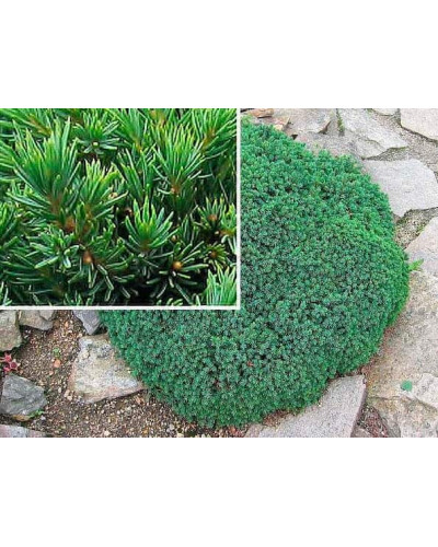 Ялина канадська Ехініформіс | Picea glauca Echiniformis | Ель канадская Эхиниформис