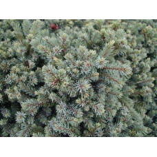 Ялина канадська Ехініформіс | Picea glauca Echiniformis | Ель канадская Эхиниформис