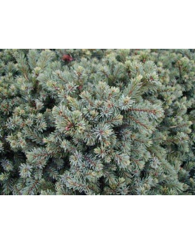 Ялина канадська Ехініформіс | Picea glauca Echiniformis | Ель канадская Эхиниформис