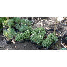 Ялина канадська Ехініформіс | Picea glauca Echiniformis | Ель канадская Эхиниформис