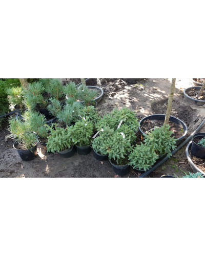 Ялина канадська Ехініформіс | Picea glauca Echiniformis | Ель канадская Эхиниформис