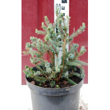 Ялина канадська Ехініформіс | Picea glauca Echiniformis | Ель канадская Эхиниформис