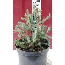 Ялина канадська Ехініформіс | Picea glauca Echiniformis | Ель канадская Эхиниформис
