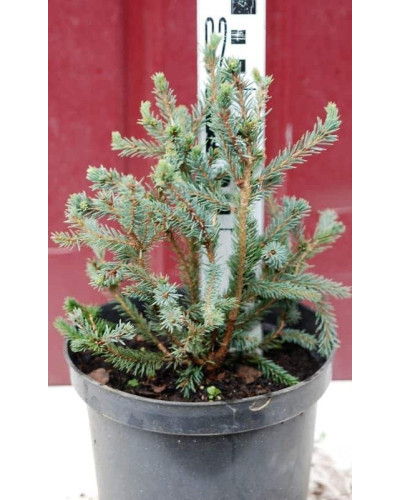 Ялина канадська Ехініформіс | Picea glauca Echiniformis | Ель канадская Эхиниформис