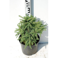 Ялина канадська Ехініформіс | Picea glauca Echiniformis | Ель канадская Эхиниформис