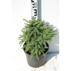 Ялина канадська Ехініформіс | Picea glauca Echiniformis | Ель канадская Эхиниформис