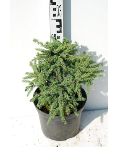 Ялина канадська Ехініформіс | Picea glauca Echiniformis | Ель канадская Эхиниформис