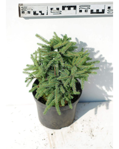 Ялина канадська Ехініформіс | Picea glauca Echiniformis | Ель канадская Эхиниформис