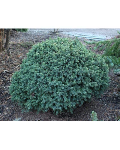 Ялина канадська Ехініформіс | Picea glauca Echiniformis | Ель канадская Эхиниформис