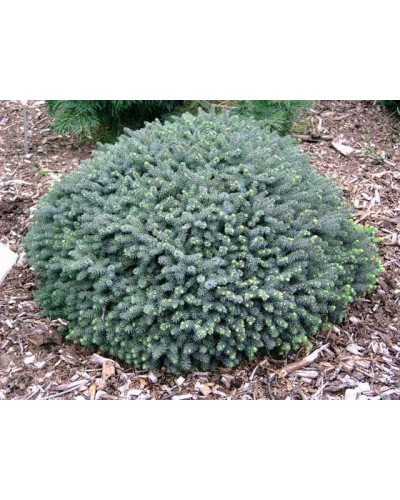 Ялина канадська Ехініформіс | Picea glauca Echiniformis | Ель канадская Эхиниформис