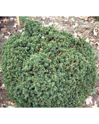 Ялина канадська Ехініформіс | Picea glauca Echiniformis | Ель канадская Эхиниформис