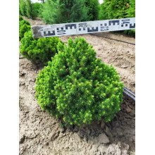 Ялина канадська Альберта Глобе | Picea glauca Alberta GlobeЕль канадская Альберта Глобе | Picea glauca Alberta Globe