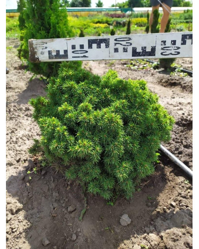 Ялина канадська Альберта Глобе | Picea glauca Alberta GlobeЕль канадская Альберта Глобе | Picea glauca Alberta Globe