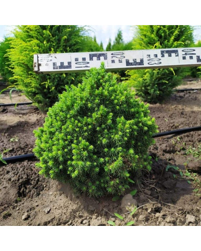 Ялина канадська Альберта Глобе | Picea glauca Alberta GlobeЕль канадская Альберта Глобе | Picea glauca Alberta Globe