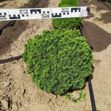 Ялина канадська Альберта Глобе | Picea glauca Alberta GlobeЕль канадская Альберта Глобе | Picea glauca Alberta Globe